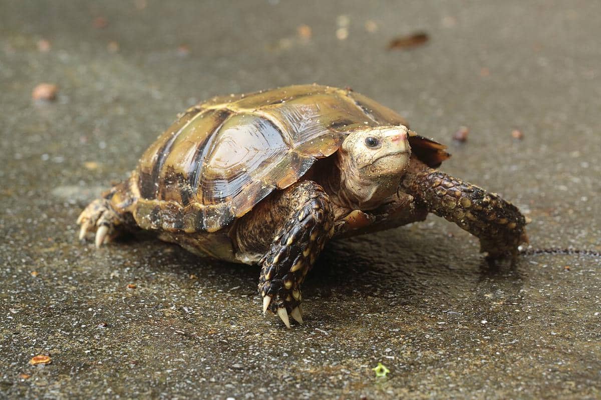 Spesies KuraKura Darat Langka dari Benua Asia IDN Times