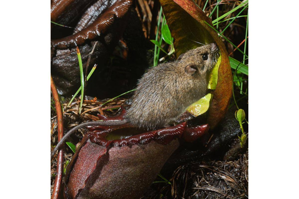 seekor tikus sedang menjilat nektar N. rajah (commons.wikimedia.org/Ch'ien Lee)