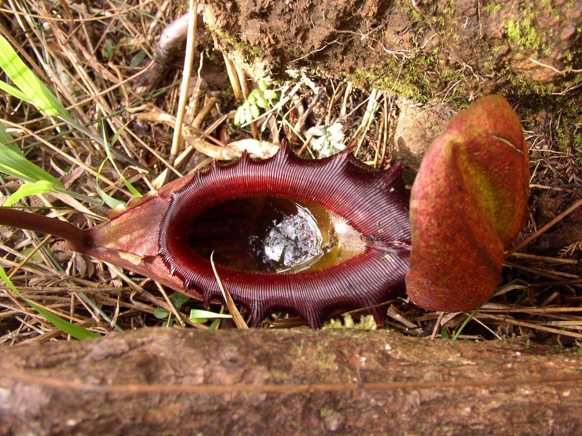 kantong semar Nepenthes rajah (commons.wikimedia.org/NepGrower)