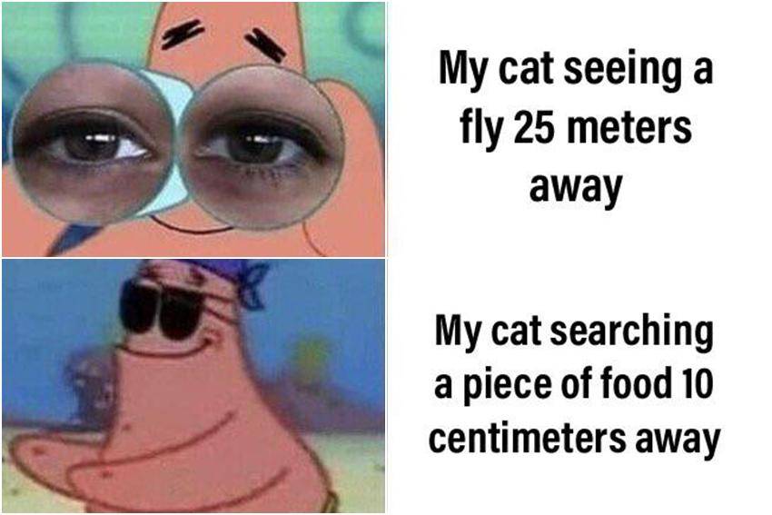 meme SpongeBob tentang kucing (reddit.com/user/Lighty-Diamond)