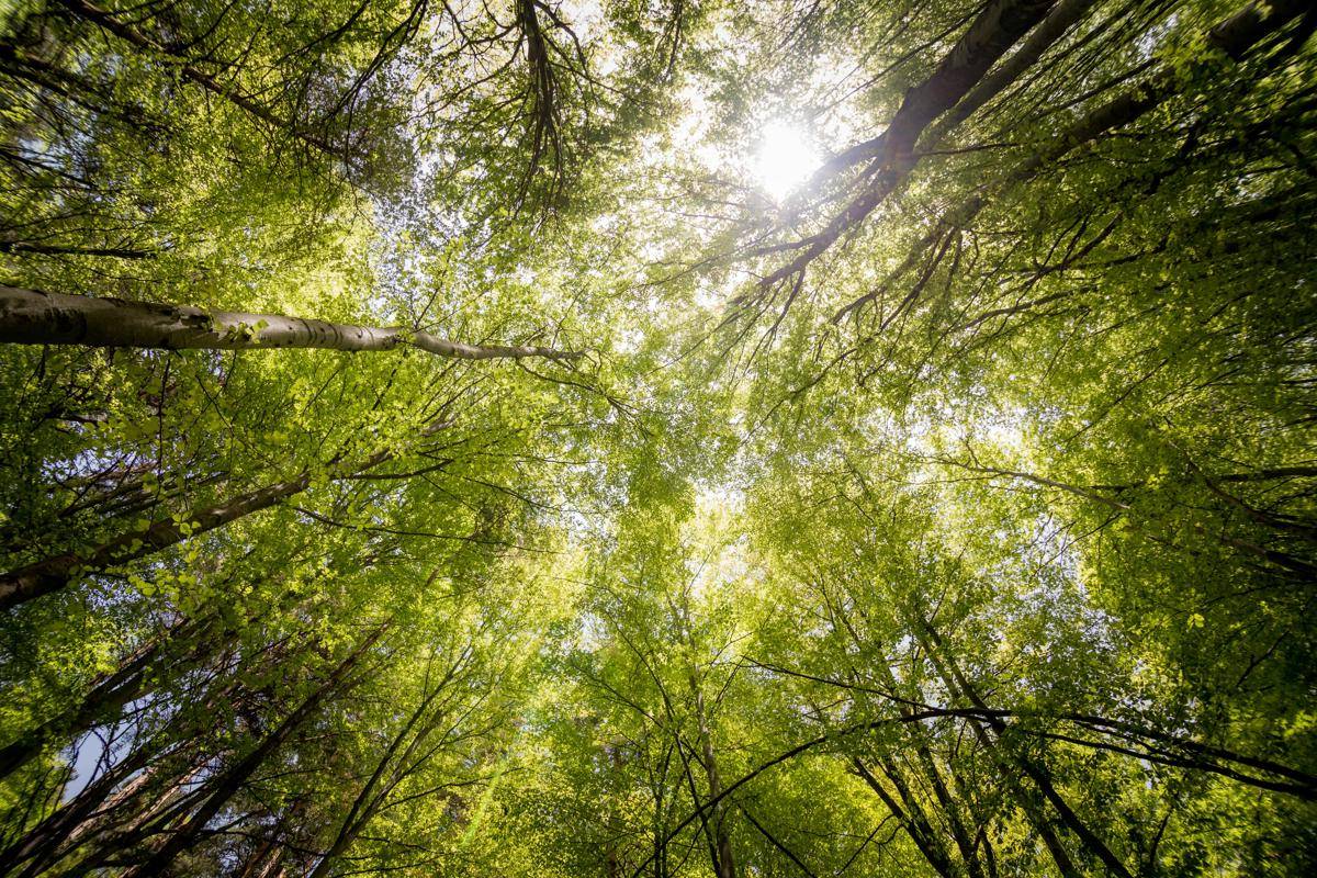 ilustrasi hutan (pexels.com/Anton A)