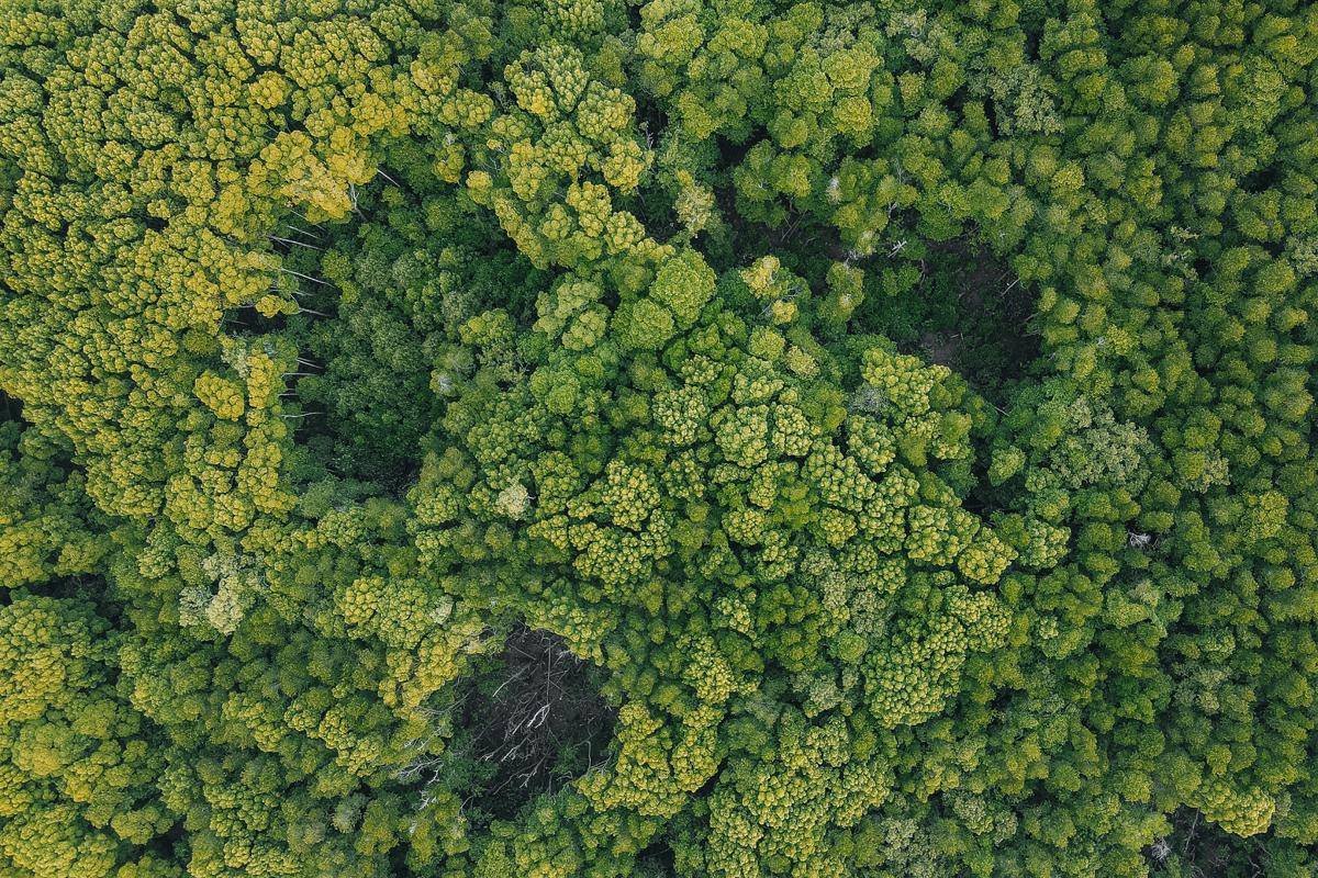 ilustrasi hutan (pexels.com/Pok Rie)