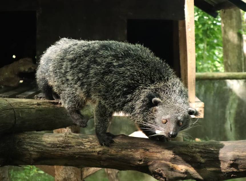 potret binturong (unsplash.com/Leshley Guevara)
