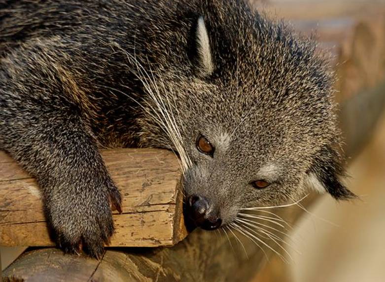 potret binturong (commons.wikimedia.org/Jastrow)
