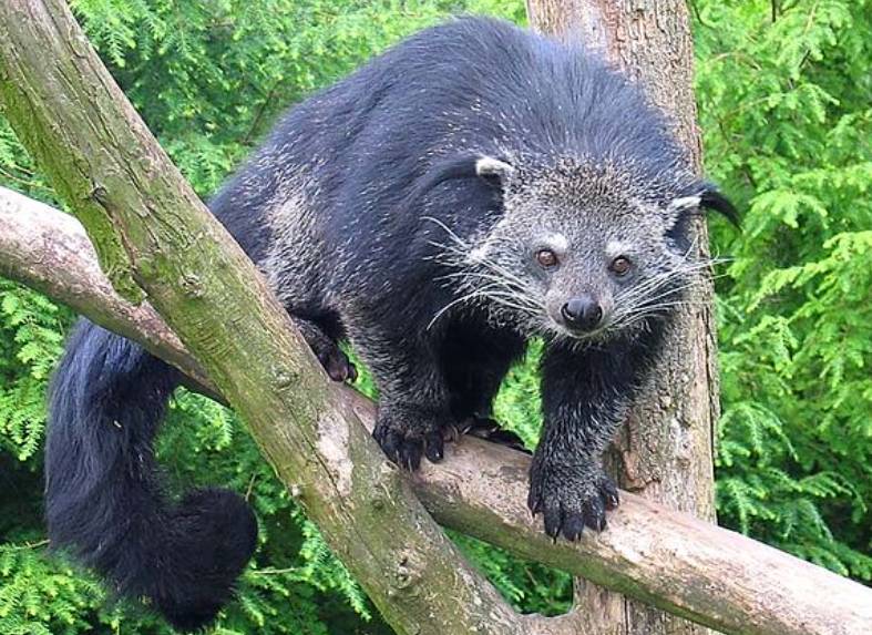 potret binturong (commons.wikimedia.org/Tassilo Rau)