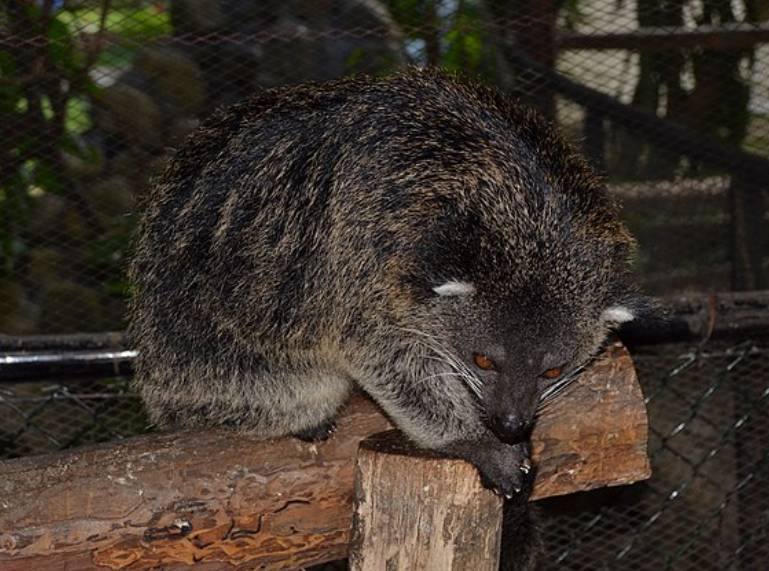 potret binturong (commons.wikimedia.org/shankar s.)