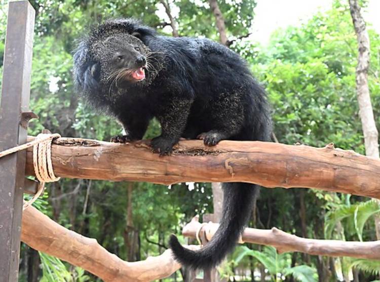 potret binturong (commons.wikimedia.org/วิชิต กองคำ)