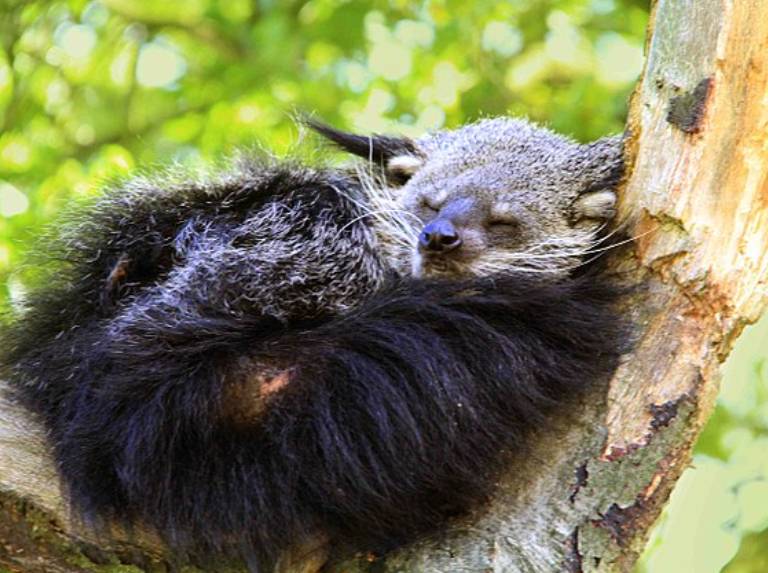 potret binturong (commons.wikimedia.org/jinterwas)