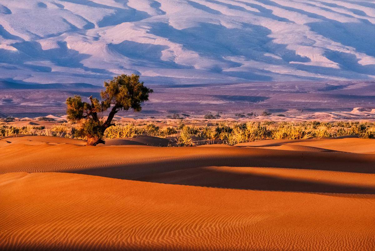 Gurun Sahara (unsplash.com/Sergey Pesterev)