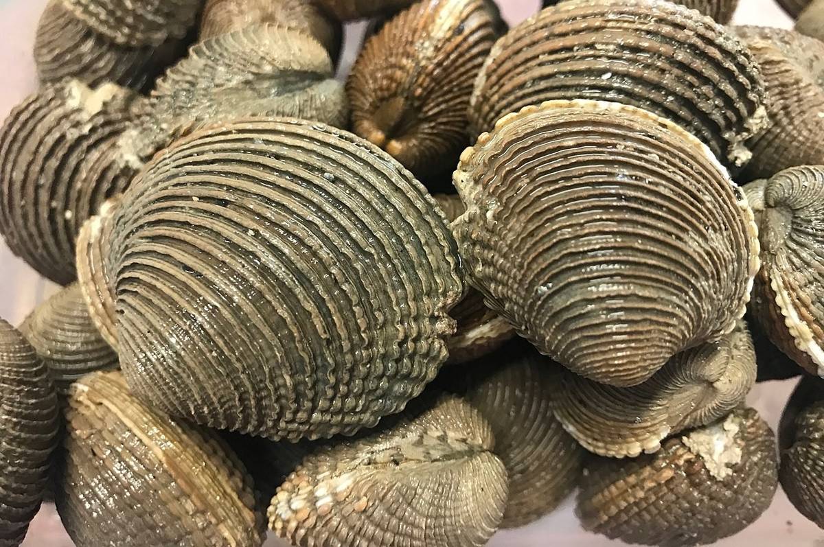 kerang (commons.wikimedia.org/Alicia L. Bruzos dan Seila Díaz Costas)