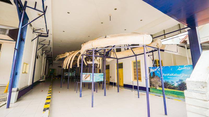 Museum Zoologi Bogor