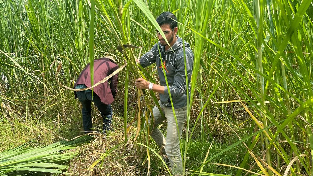 Mahasiswa asing UNY belajar 'Ngarit' di Kampung Emas Krapyak IX. (uny.ac.id)