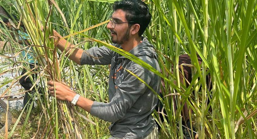 Mahasiswa asing UNY belajar 'Ngarit' di Kampung Emas Krapyak IX. (uny.ac.id)