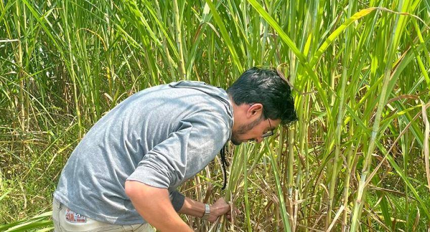Mahasiswa asing UNY belajar 'Ngarit' di Kampung Emas Krapyak IX. (uny.ac.id)
