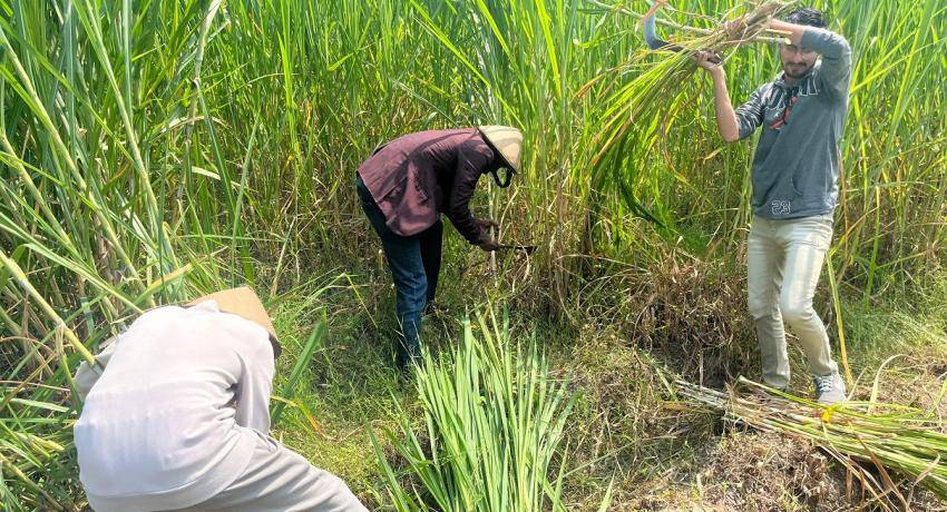 Mahasiswa asing UNY belajar 'Ngarit' di Kampung Emas Krapyak IX. (uny.ac.id)