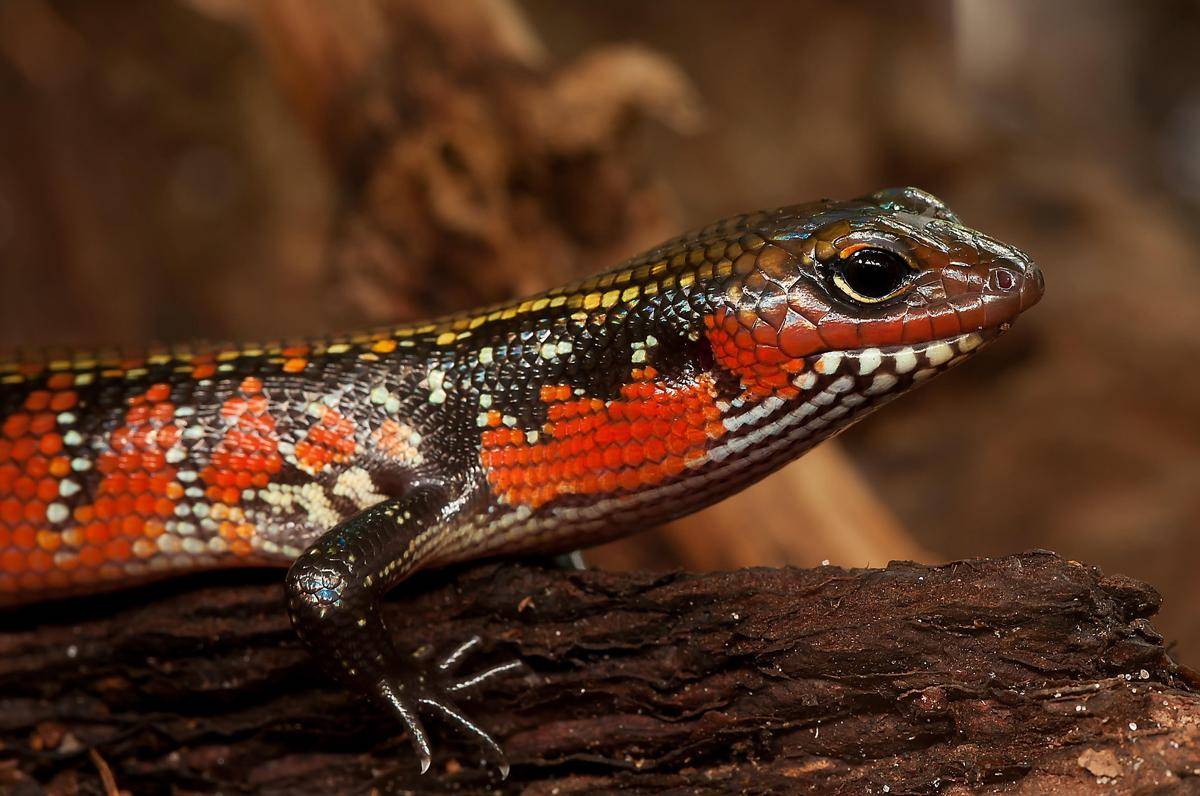 Fire Skink (pixabay.com/miniformat65)