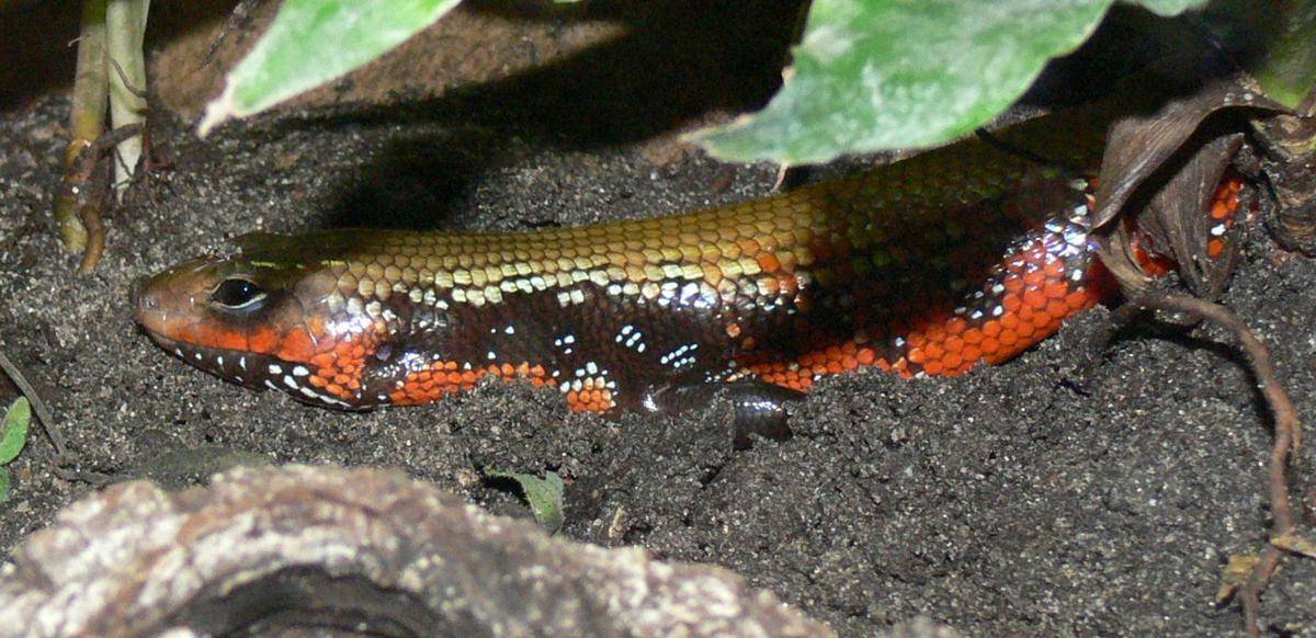 Fire Skink (commons.m.wikimedia.org/Haplochromis)