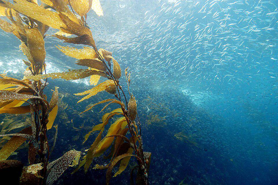 Ilustrasi habitat hutan kelp (commons.m.wikimedia.org/National Marine Sanctuaries)