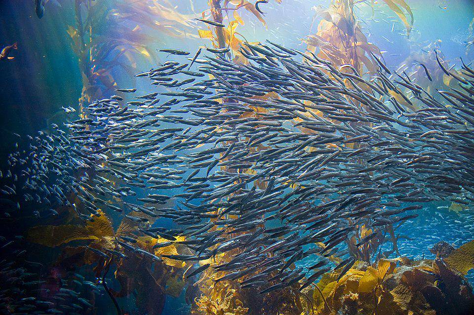 Ilustrasi gerombolan ikan dalam hutan kelp (commons.m.wikimedia.org/oliver.dodd)