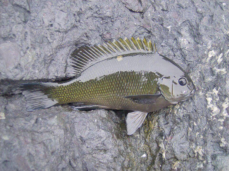Ilustrasi ikan opaleye (commons.m.wikimedia.org/Neurosains Newton)