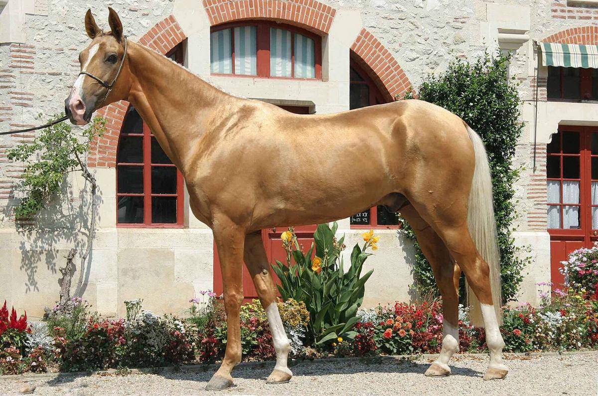 potret kuda akhal teke (commons.wikimedia.org/Ulruppelt)