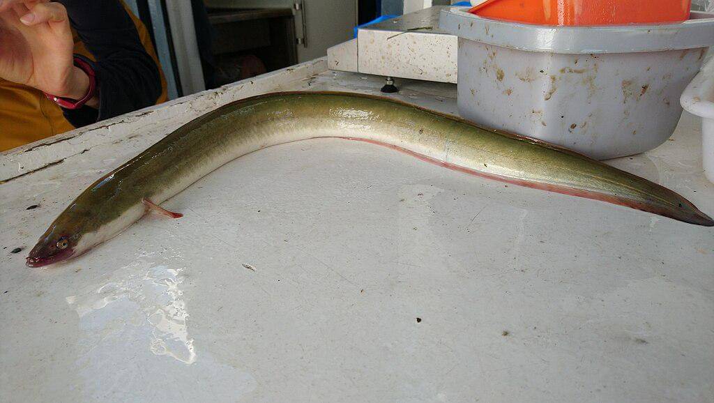 potret ikan sidat