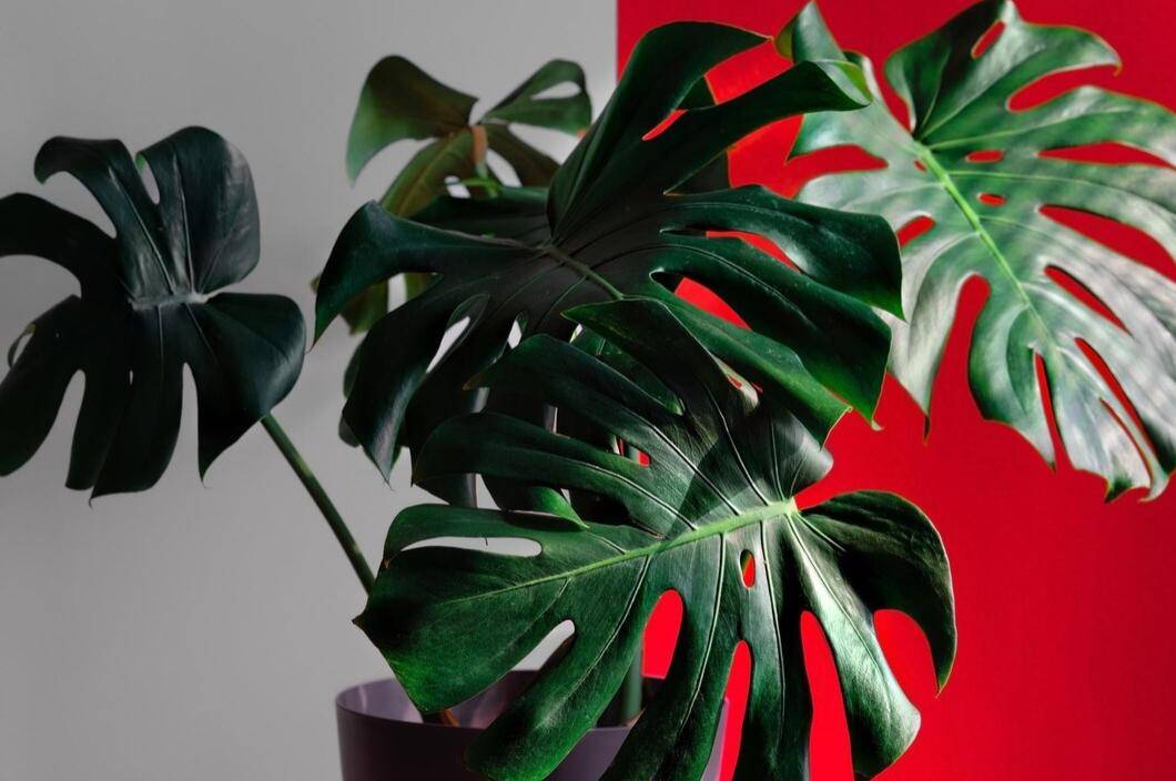 Monstera (freepik.com/ededchechine)