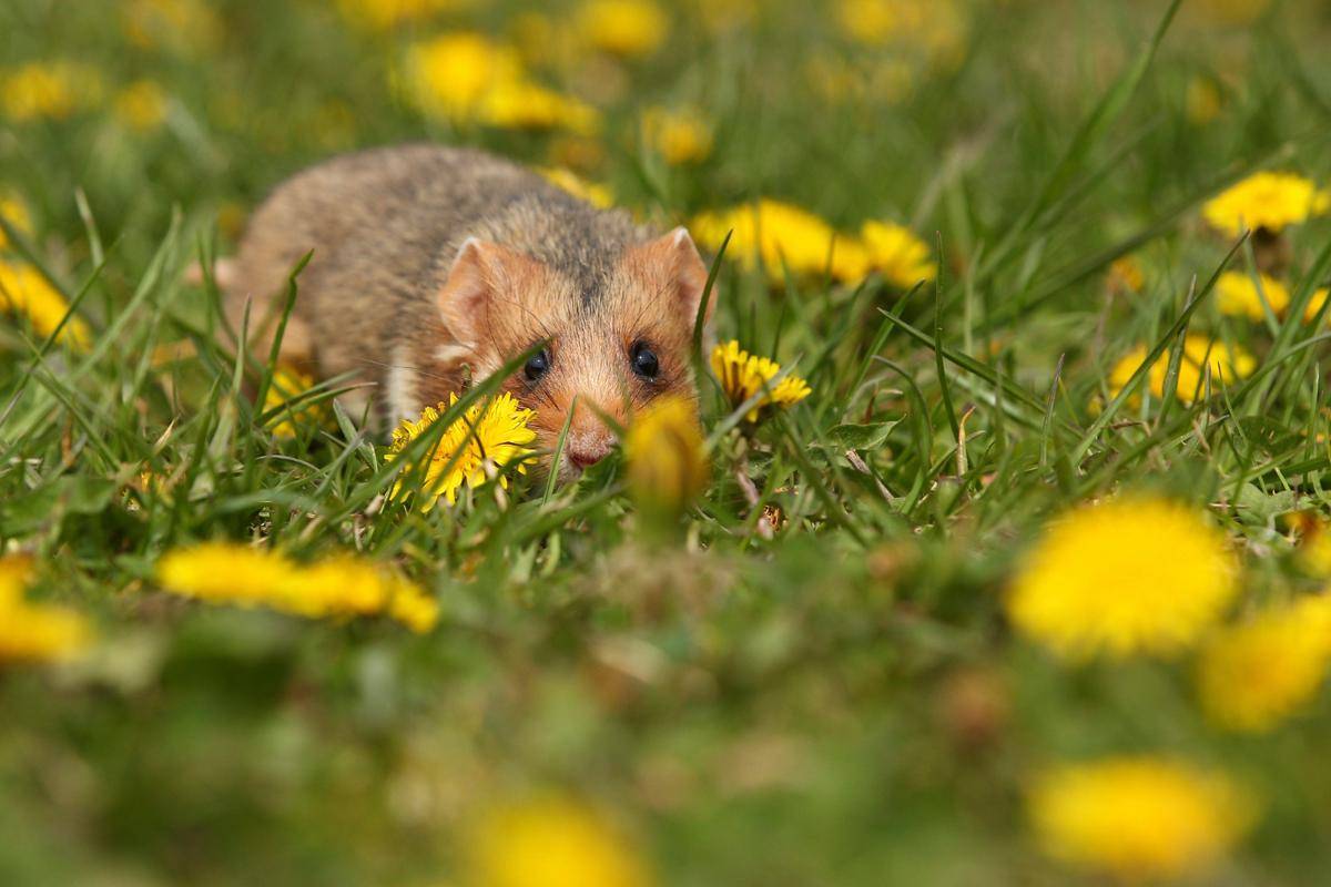 Ilustrasi tikus di kebun (freepik.com/vladimircech)