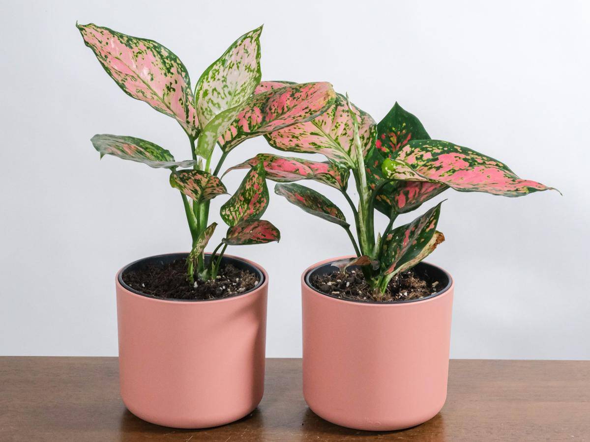ilustrasi tanaman aglaonema red valentine (unsplash.com/feey)