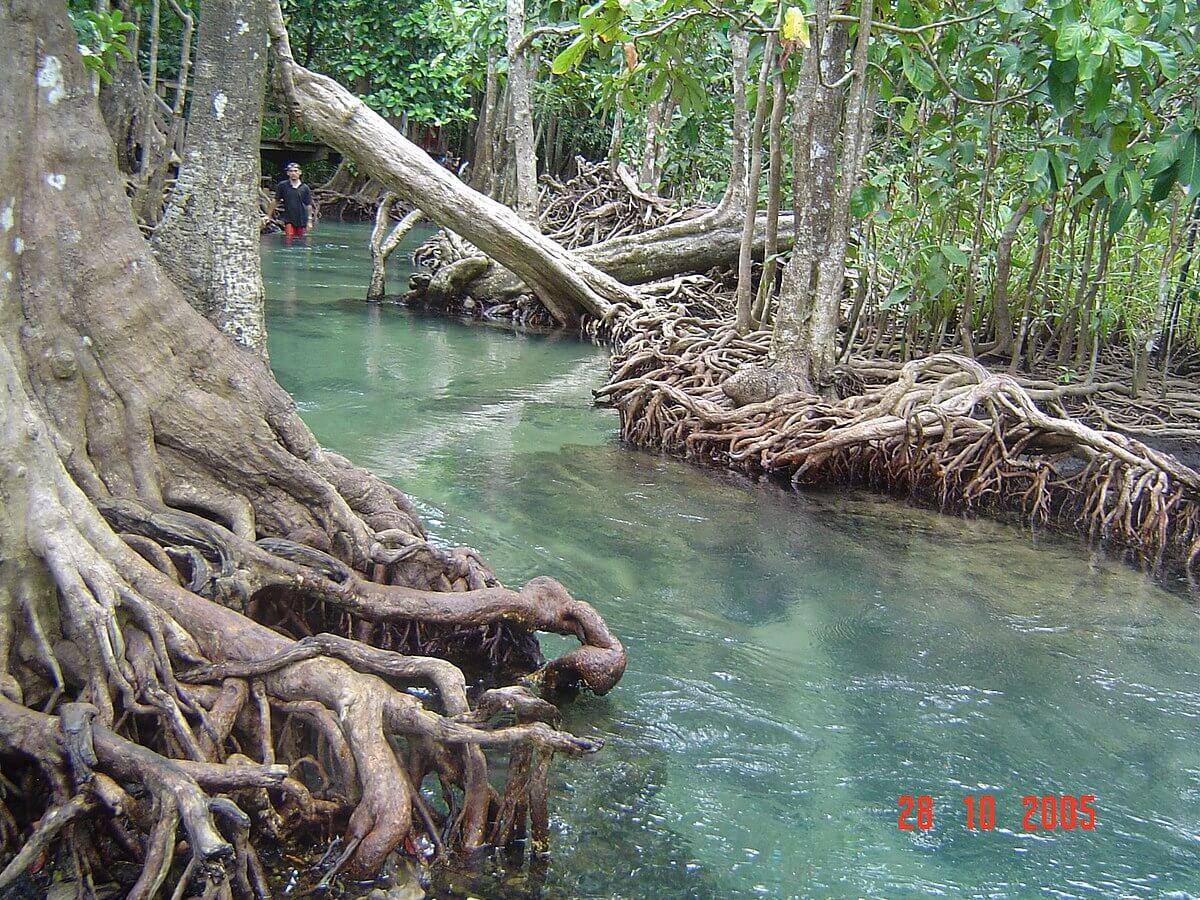 ilustrasi Klong Root, Krabi Thailand (commons.wikimedia.org/khanawoot)