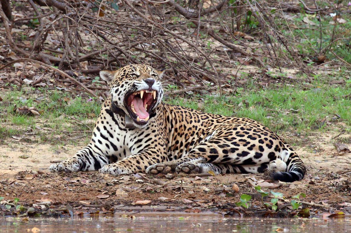 potret seekor jaguar yang berada di daerah konservasi di Brasil (commons.wikimedia.org/ Charles J. Sharp)