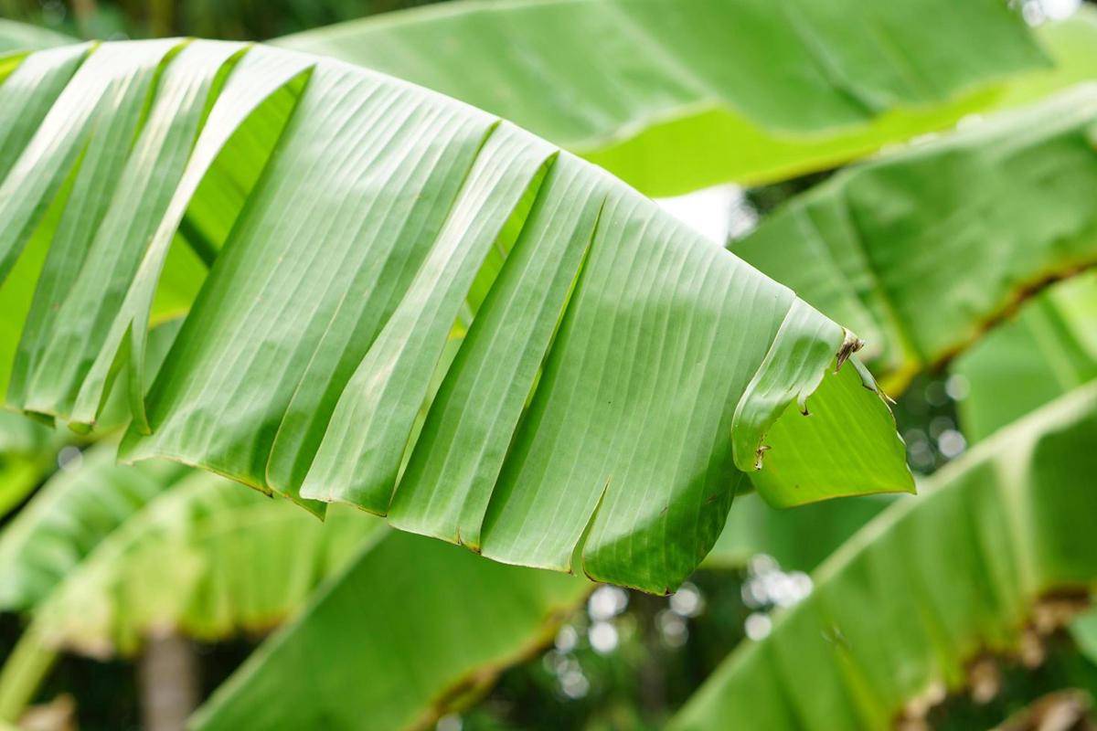 Daun pisang. (vecteezy.com/kitsanaphong burarat)