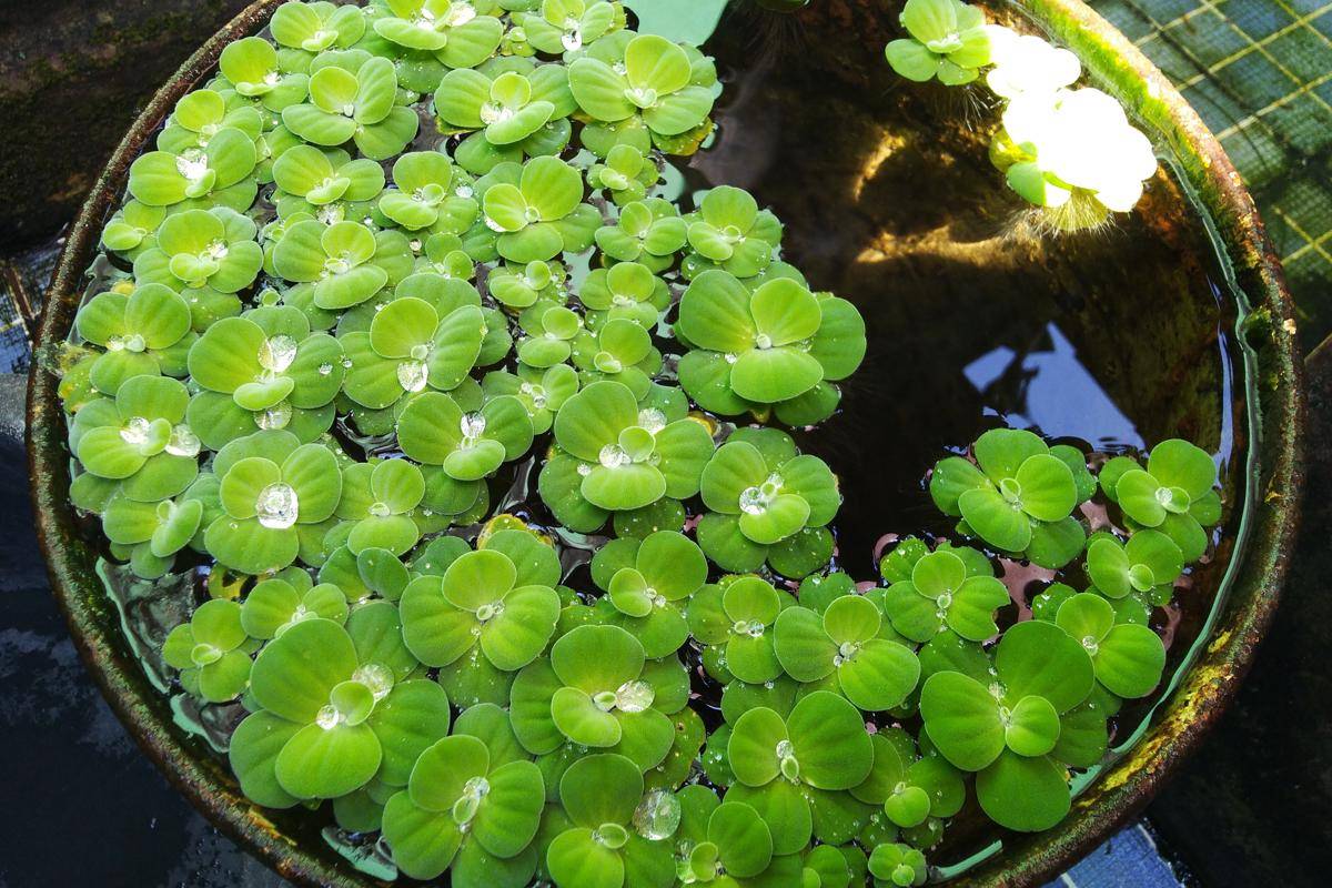 Ilustrasi tanaman water lettuce (commons.wikimedia.org/Syariful Msth)
