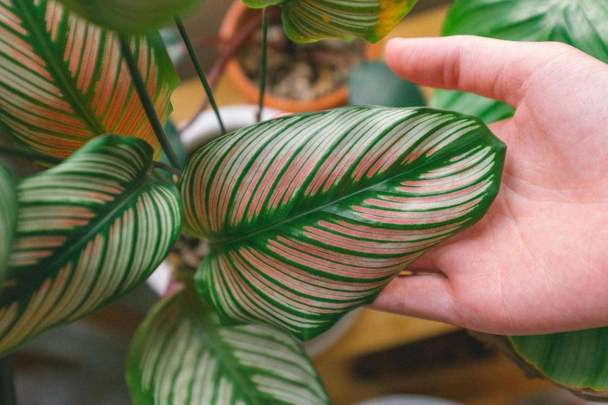 ilustrasi tanaman calathea ornata
