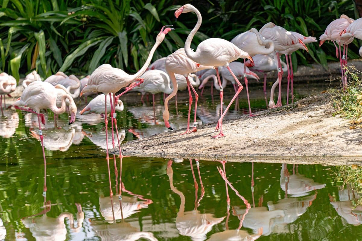 Flamingo (pexels.com/Denys)