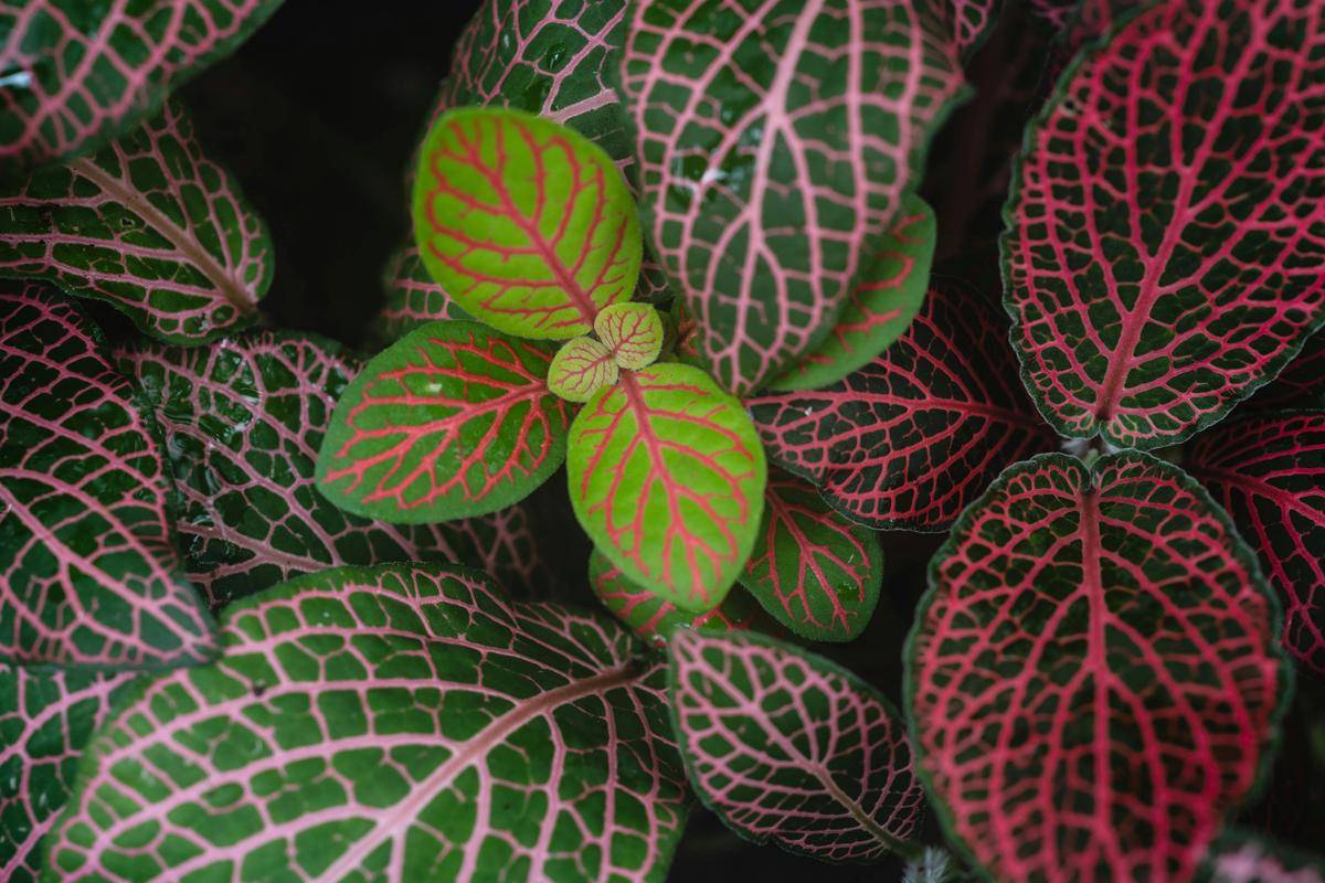 Ilustrasi tanaman fittonia (pexels.com/Marina Leonova)