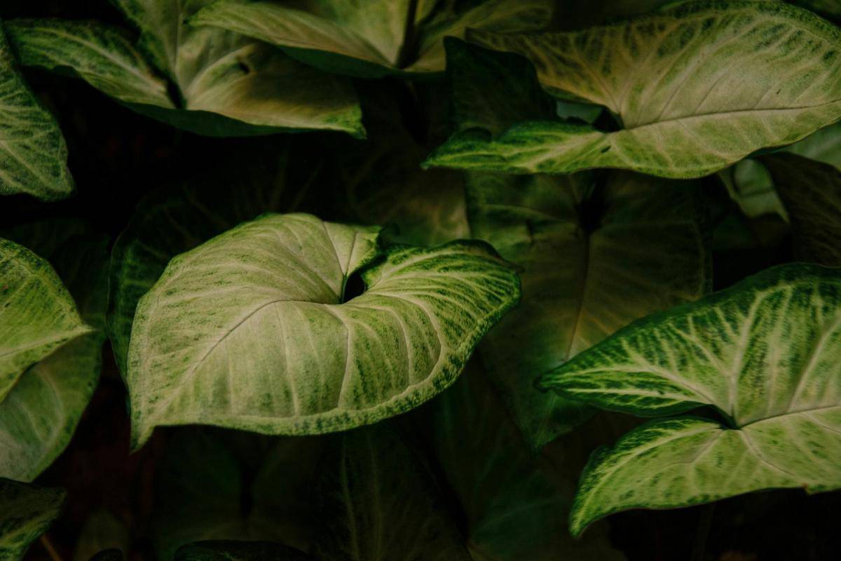 ilustrasi tanaman syngonium (pexels.com/Milena Matias)
