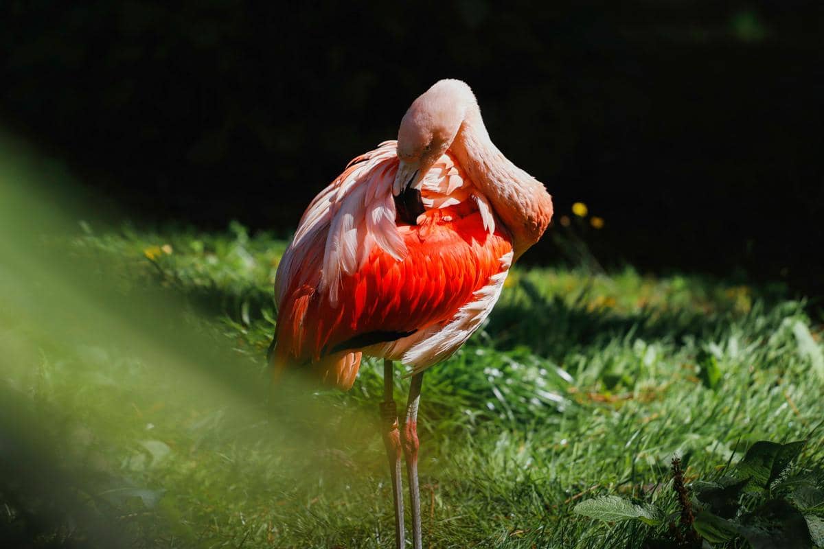 Flamingo (pexels.com/Oliver)
