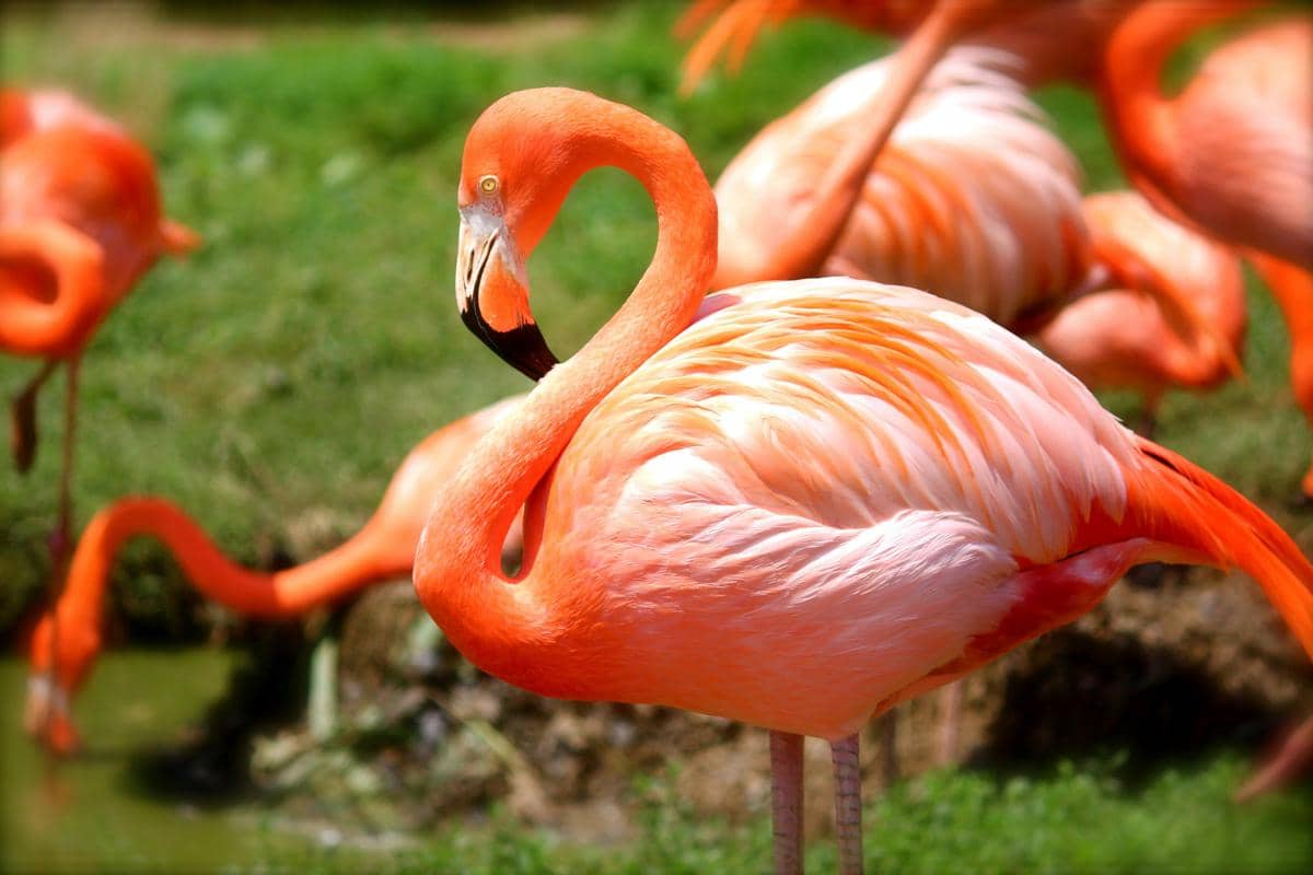 Flamingo (pexels.com/Pixabay)
