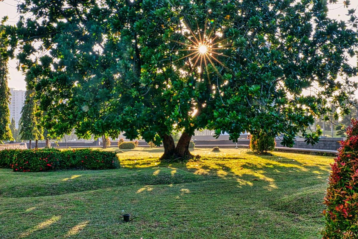 Kenapa Daun Tampak Diam Saat Salat Idul Fitri