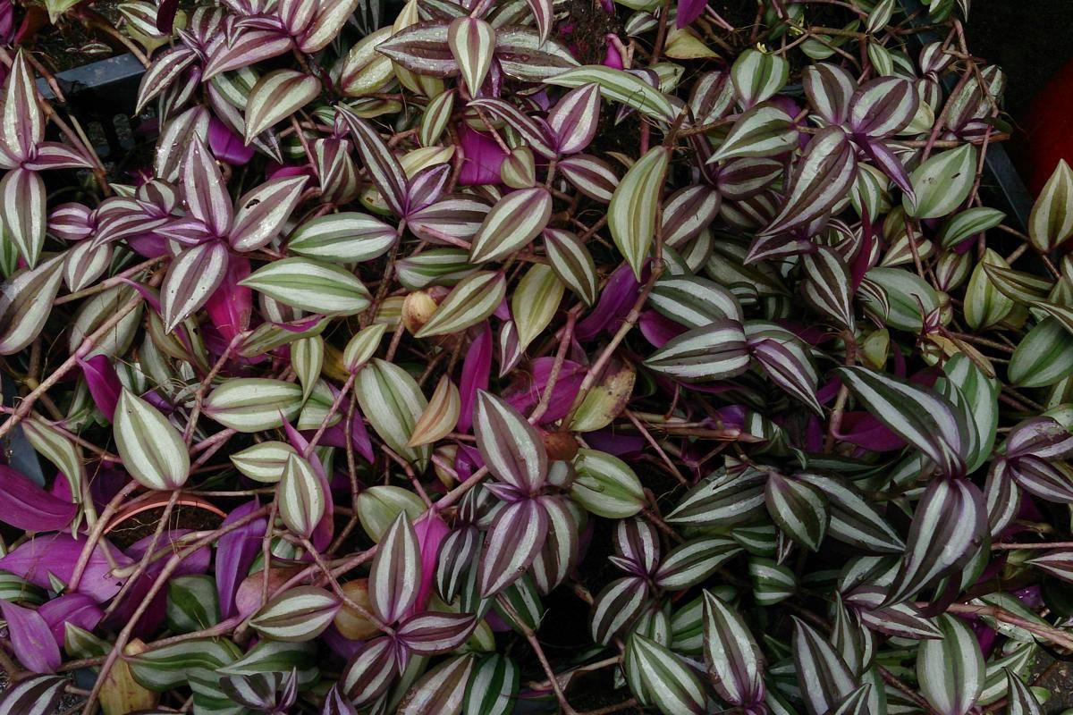 Ilustrasi tanaman tradescantia zebrina (commons.wikimedia.org/Mokkie)