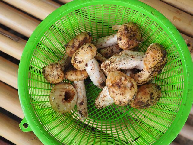 ilustrasi jamur matsutake