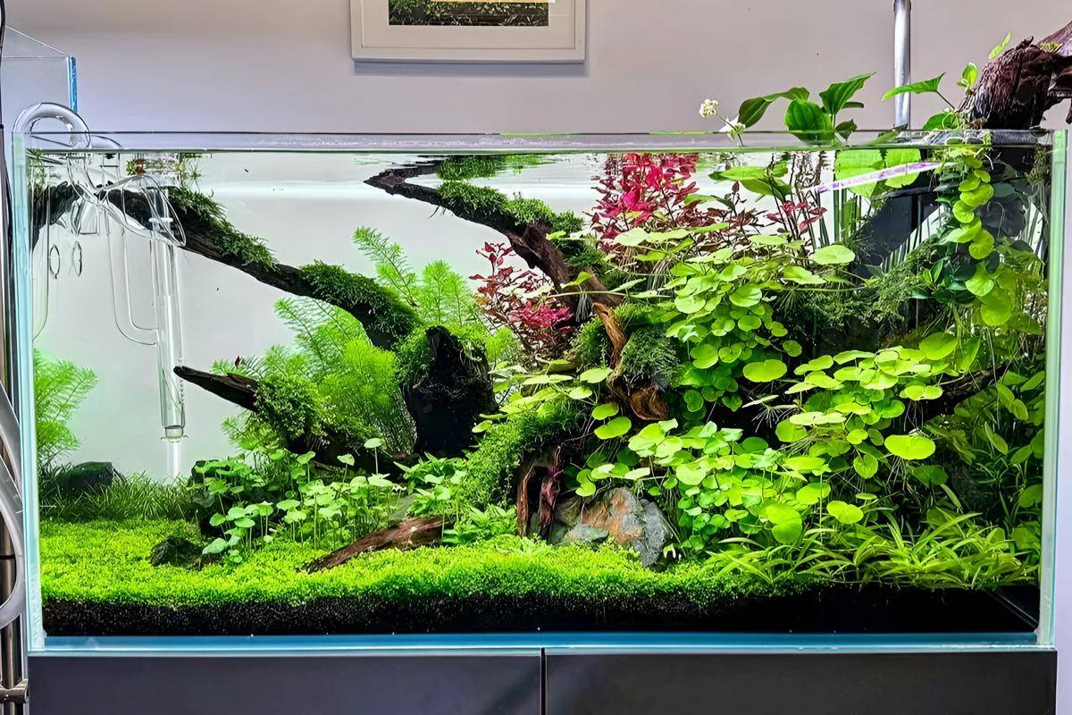 Ilustrasi aquarium (instagram.com/boxoflives)