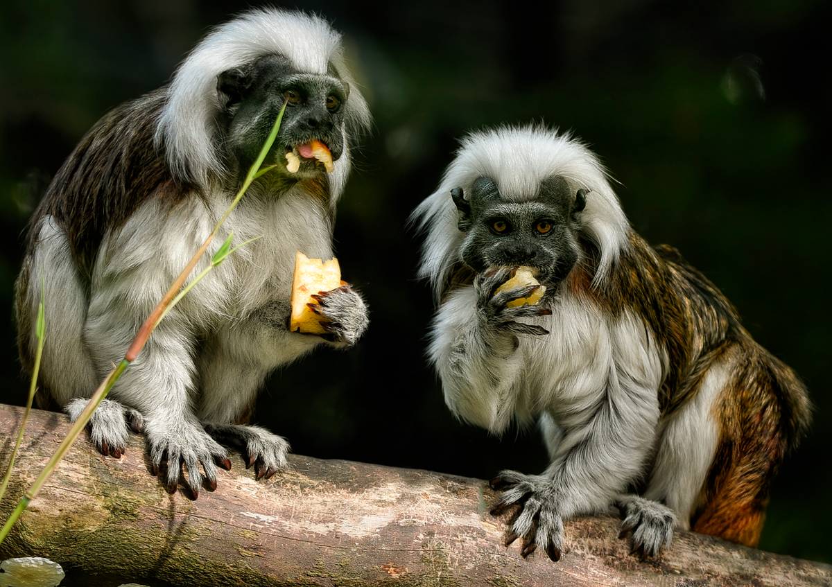 potret cotton-top tamarin, salah satu hewan yang dilindungi di Proyecto Tití Kolombia (pixabay.com/Angela)