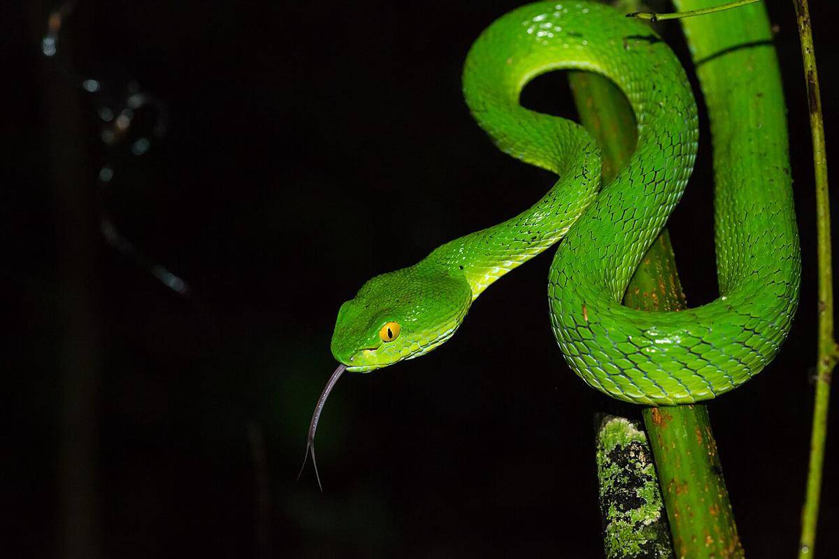 viper mata besar (commons.wikimedia.org/Rushen)