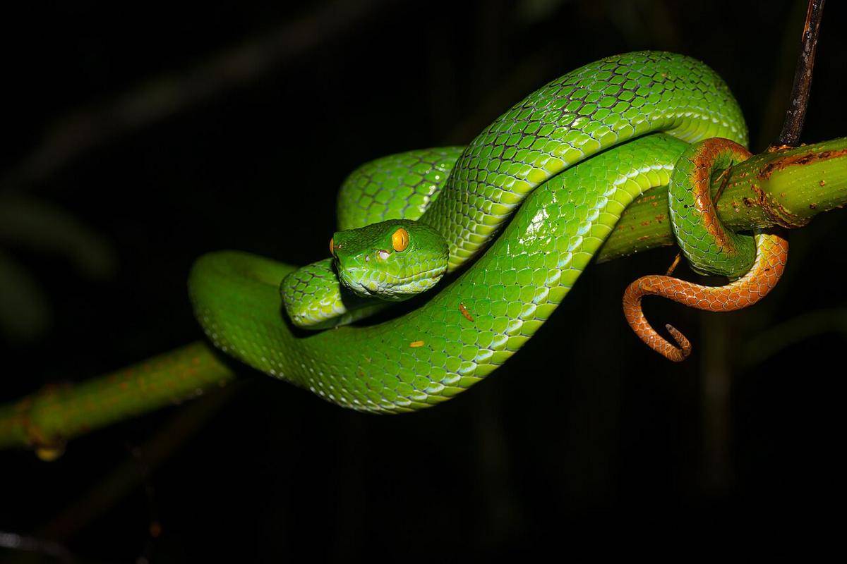 viper mata besar (commons.wikimedia.org/Rushenb)