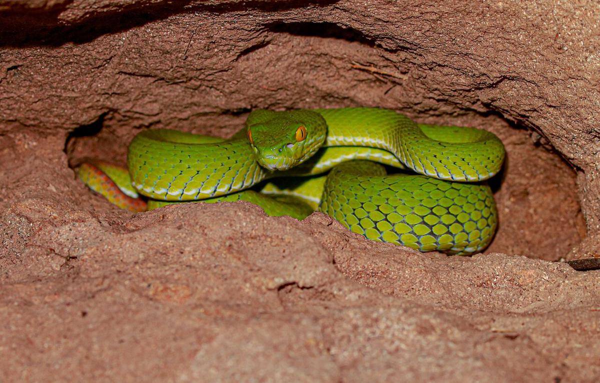 viper mata besar (commons.wikimedia.org/Noah Kirkland)