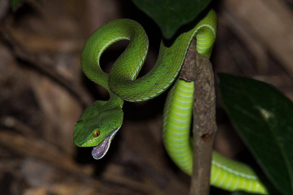 viper mata besar (commons.wikimedia.org/Wich'yanan L)