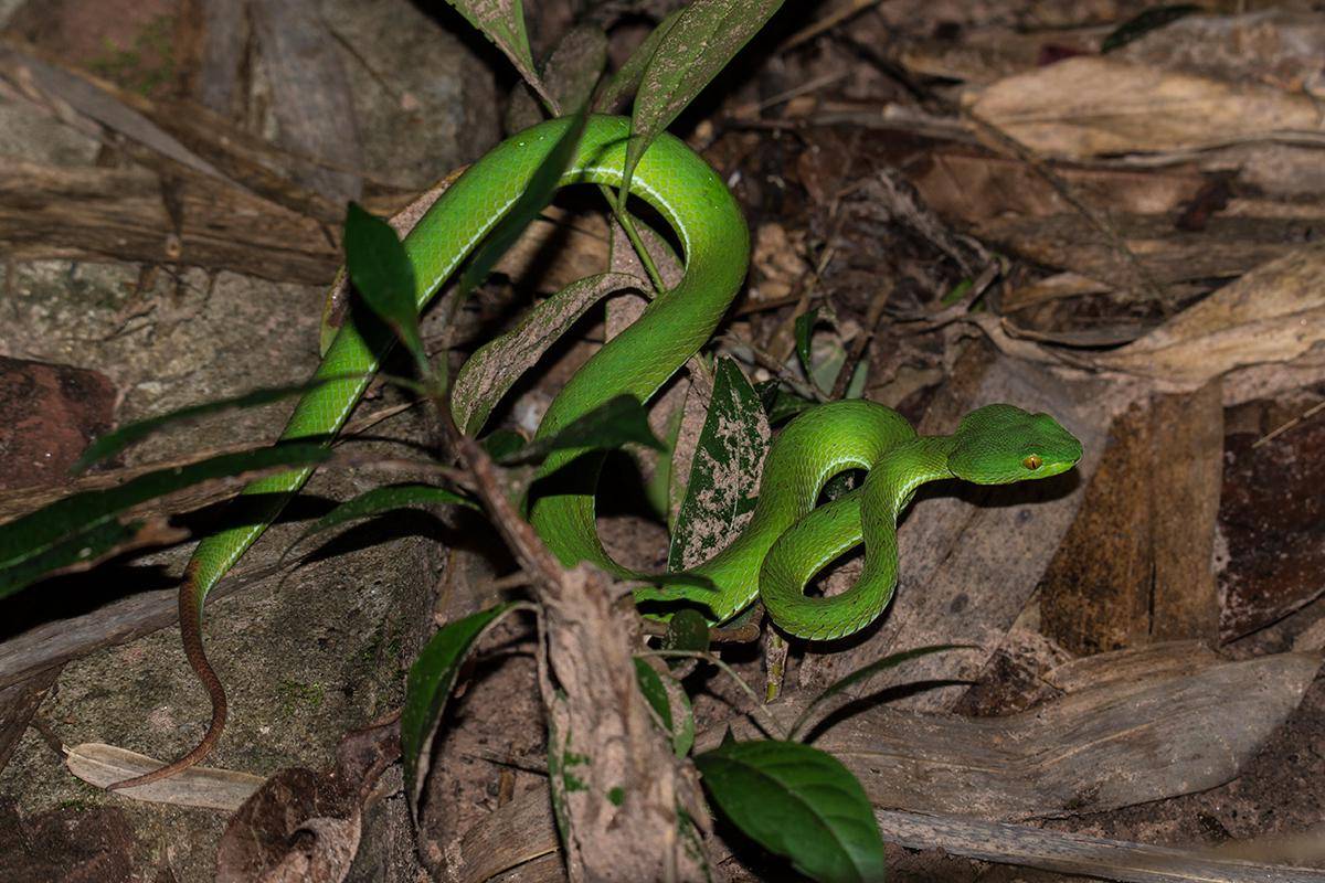 viper mata besar (commons.wikimedia.org/Wich'yanan L)