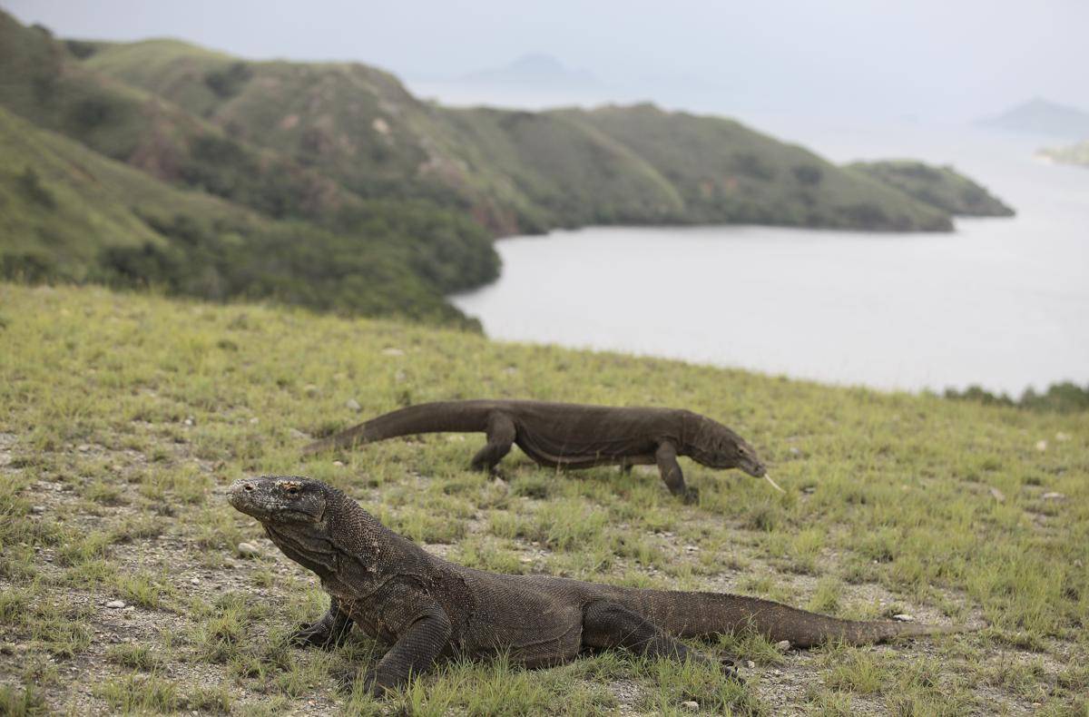potret komodo yang ada di Taman Nasional Komodo (commons.wikimedia.org/Yuliseperi2020)
